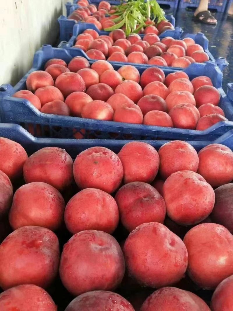 【热卖】河北春雪桃大量上市甜度高口感好品质保证