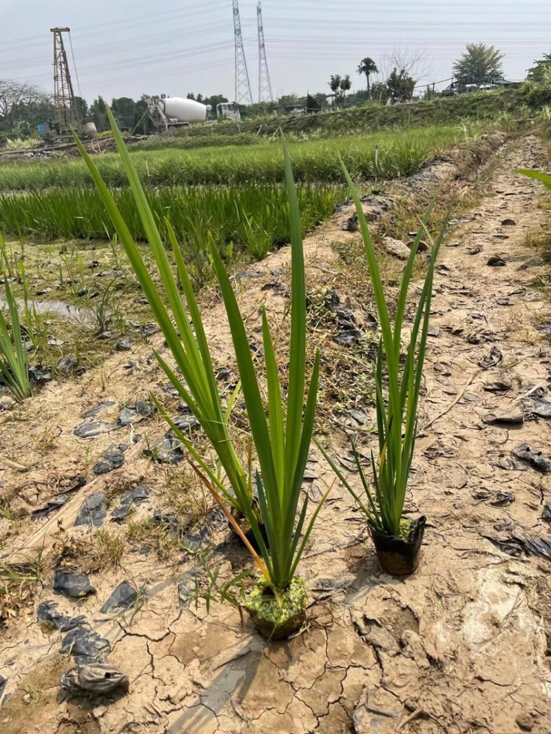 黄菖蒲菖蒲黄花鸢尾各种水生植物基地大量现货供应，欢迎咨询