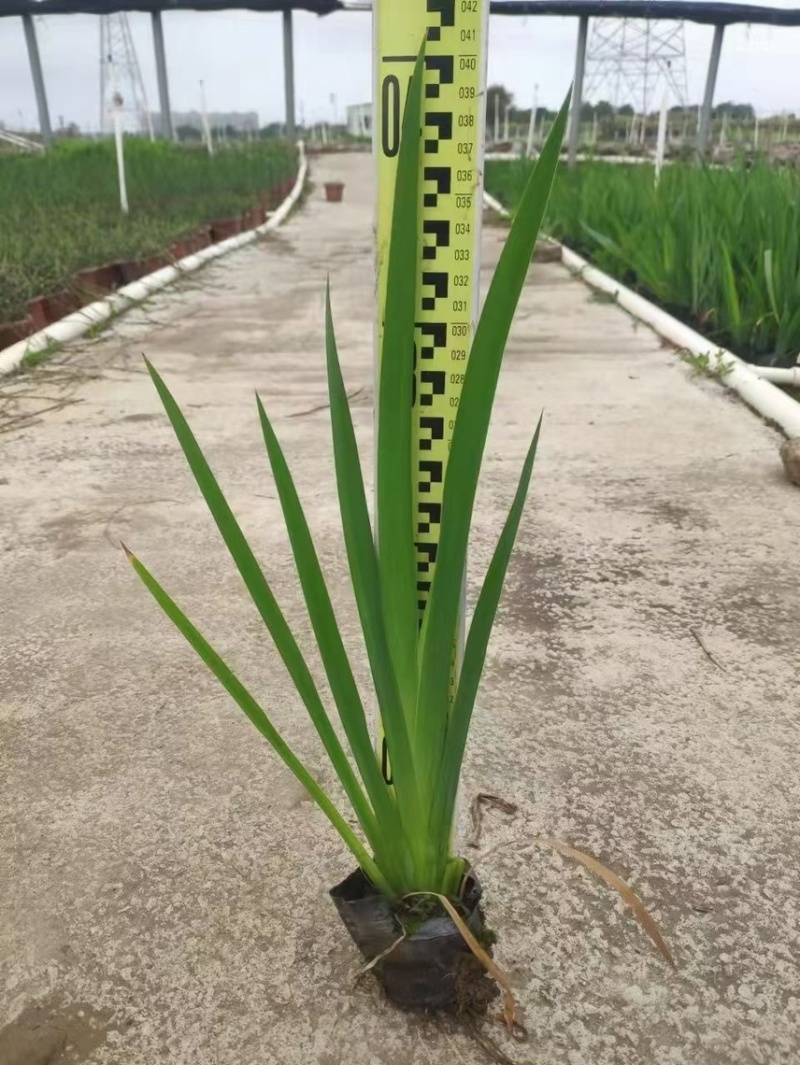 黄菖蒲菖蒲黄花鸢尾各种水生植物基地大量现货供应，欢迎咨询