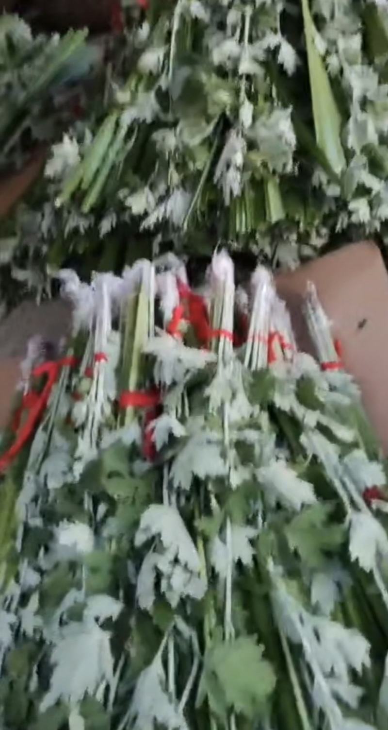 新鲜艾草，菖蒲
