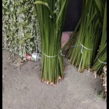 新鲜艾草，菖蒲