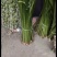 新鲜艾草，菖蒲