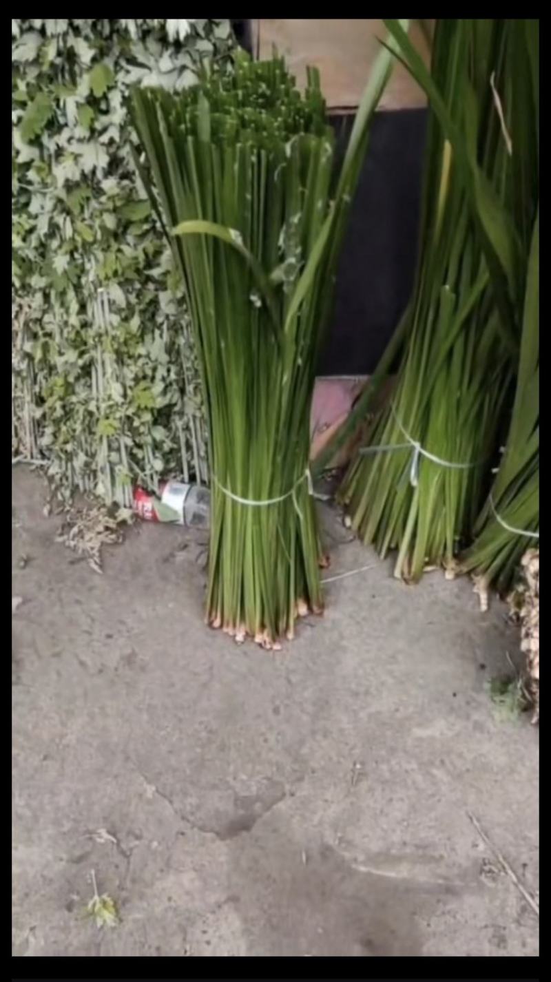 新鲜艾草，菖蒲