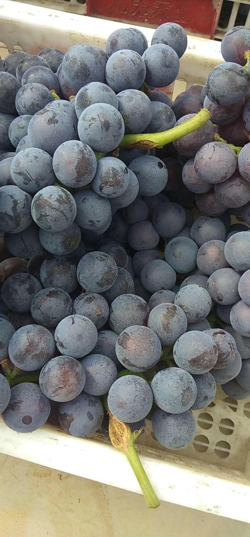 【热卖】河北夏黑葡萄新鲜水果精品葡萄现货大量供应