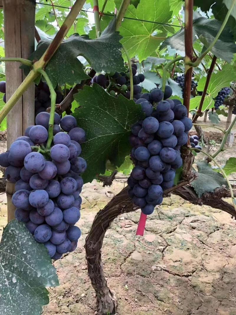 【热卖】河北夏黑葡萄新鲜水果精品葡萄现货大量供应