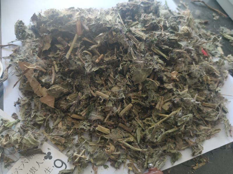 小蓟片子个子