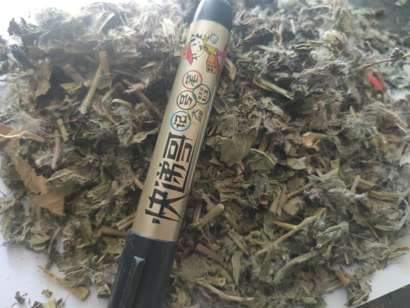 小蓟片子个子