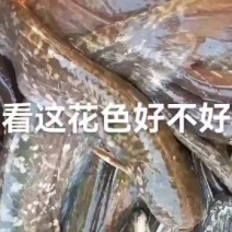 土小口鲶鱼