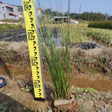 水葱灯芯草各种水生植物基地大量现货，欢迎各位客户咨询