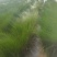 水葱灯芯草各种水生植物基地大量现货，欢迎各位客户咨询
