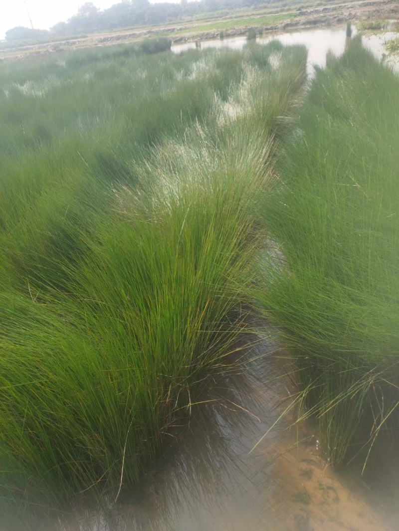 水葱灯芯草各种水生植物基地大量现货，欢迎各位客户咨询