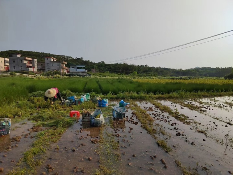 水葱灯芯草各种水生植物基地大量现货，欢迎各位客户咨询