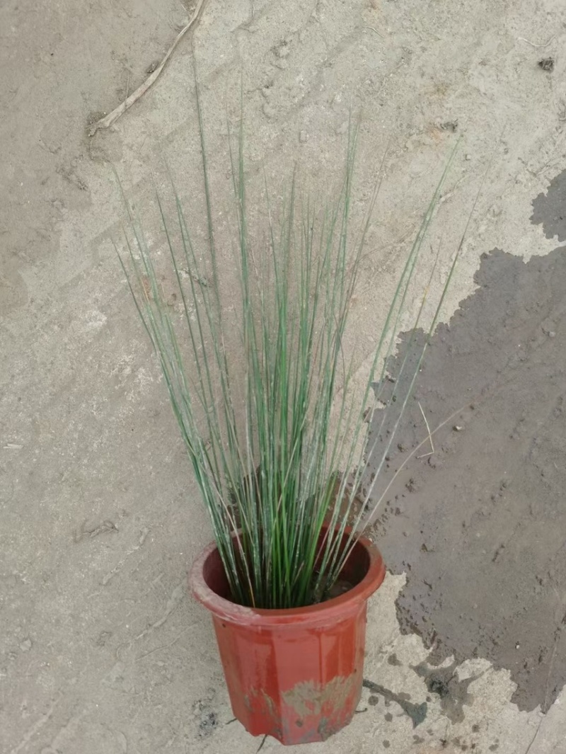 水葱灯芯草各种水生植物基地大量现货，欢迎各位客户咨询