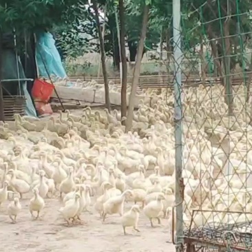 精品大三花脱温鹅