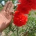 丛生花石榴花石榴牡丹石榴观花石榴