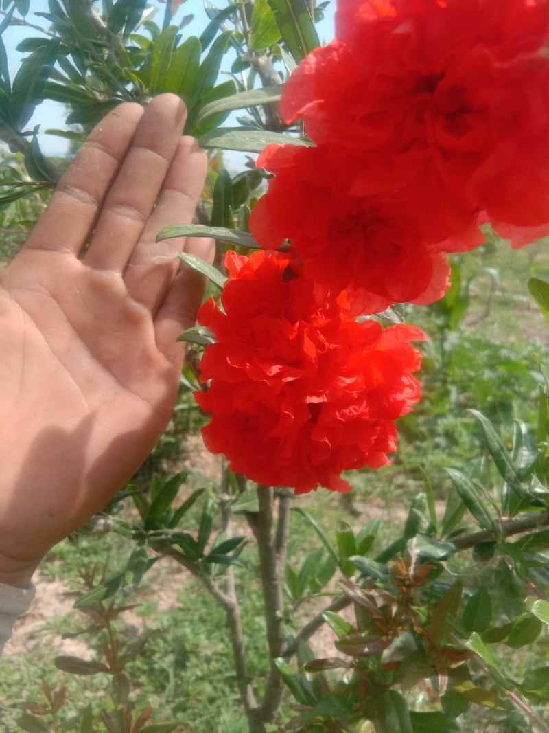 丛生花石榴花石榴牡丹石榴观花石榴