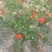 丛生花石榴花石榴牡丹石榴观花石榴