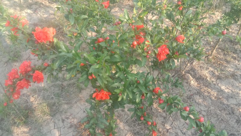 丛生花石榴花石榴牡丹石榴观花石榴