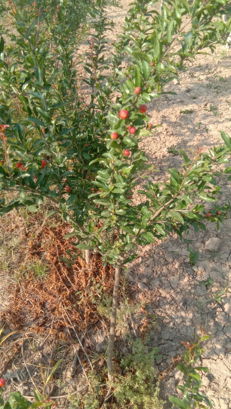 丛生花石榴花石榴牡丹石榴观花石榴