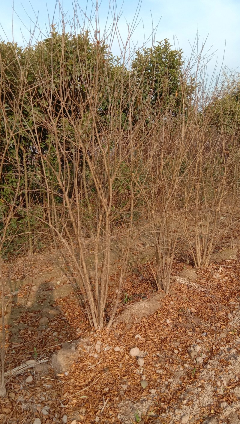 丛生花石榴花石榴牡丹石榴观花石榴