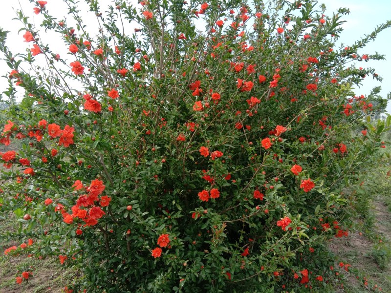 丛生花石榴花石榴牡丹石榴观花石榴