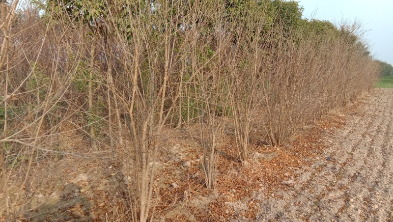 丛生花石榴花石榴牡丹石榴观花石榴