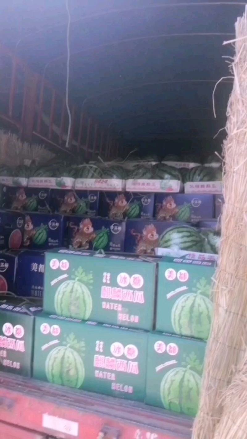 【实力供应】美都西瓜有籽美都大量出货中皮薄汁多
