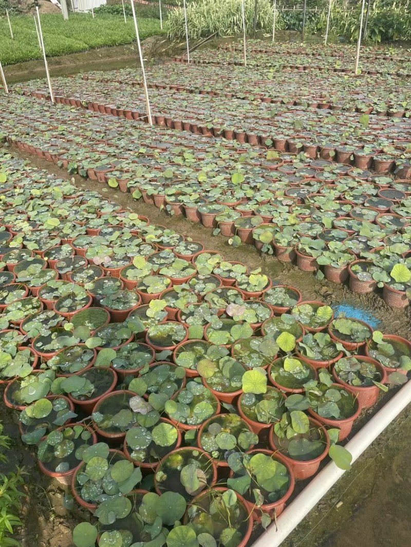 荷花各种水生植物基地大量现货供应，欢迎各位客户咨询