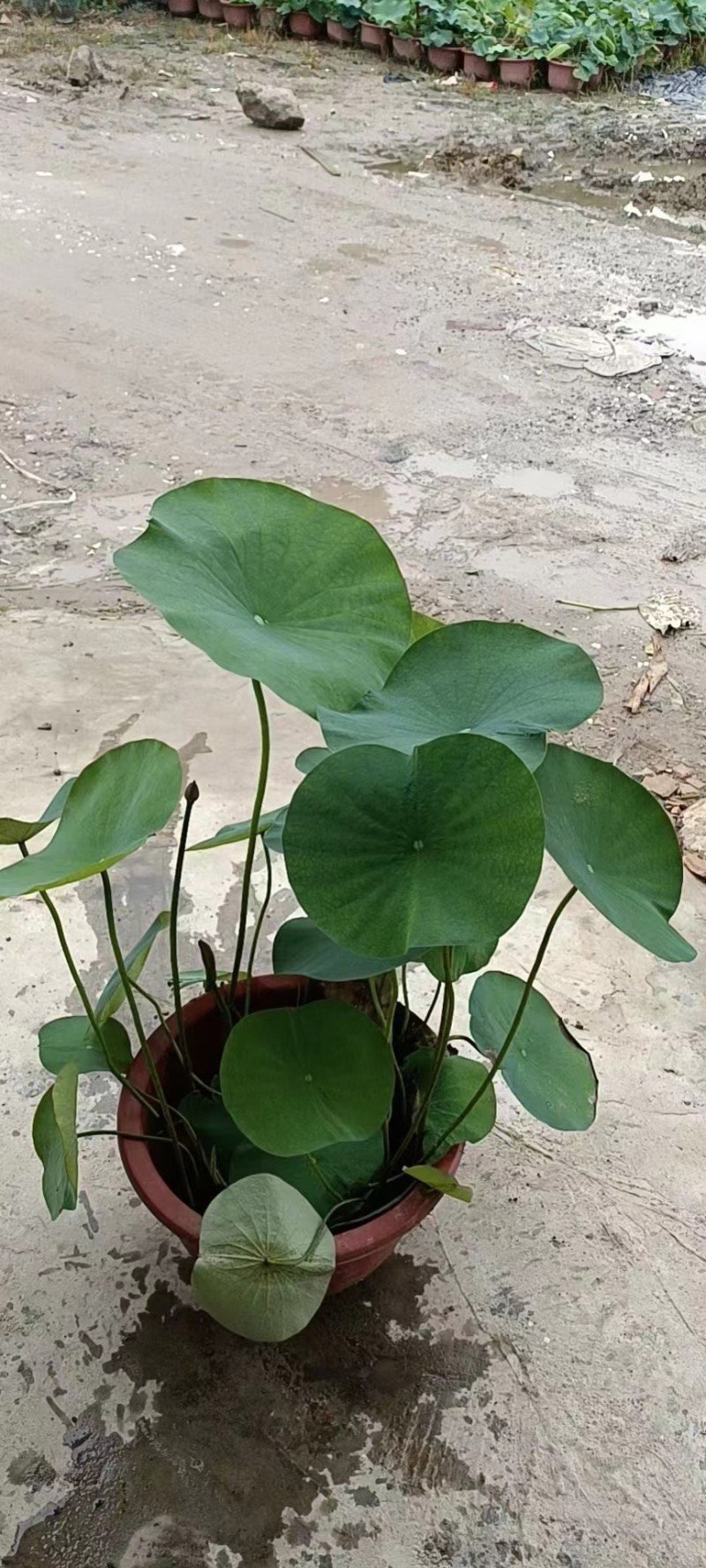 荷花各种水生植物基地大量现货供应，欢迎各位客户咨询
