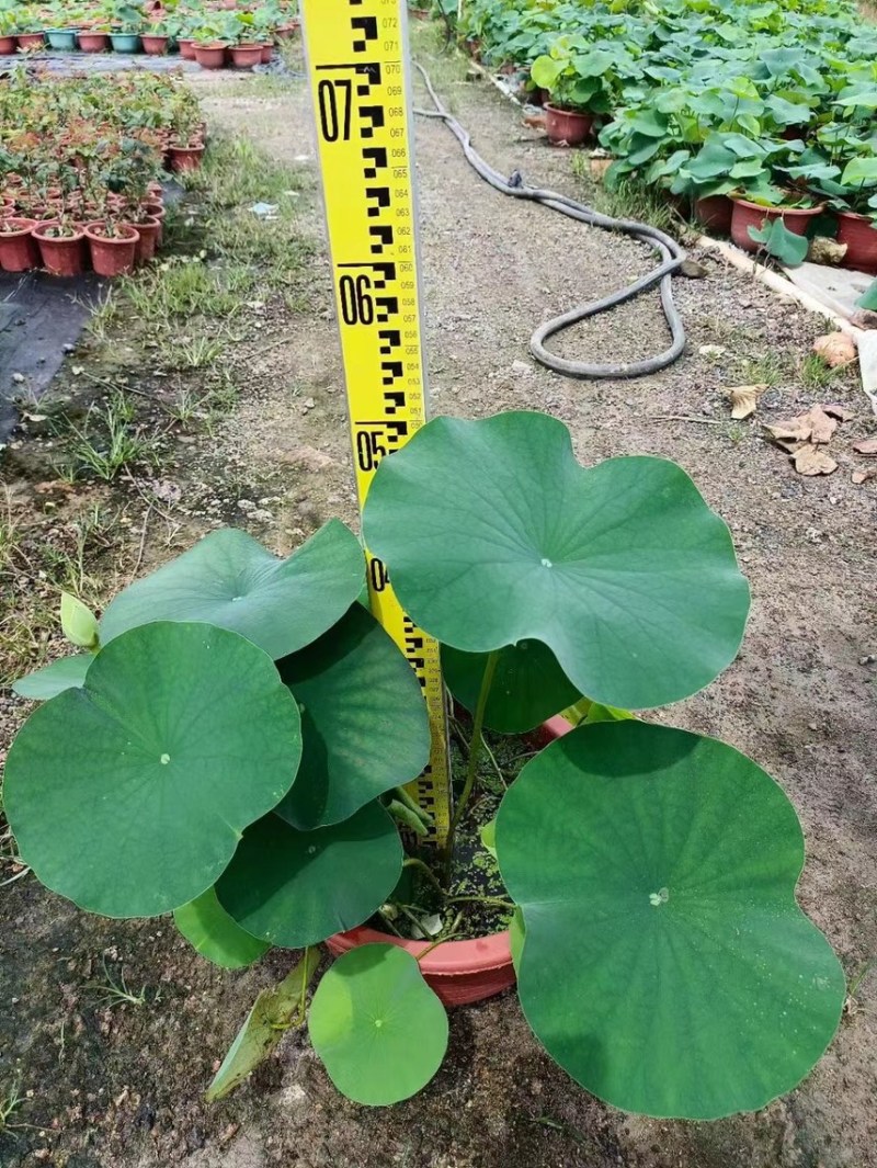 荷花各种水生植物基地大量现货供应，欢迎各位客户咨询