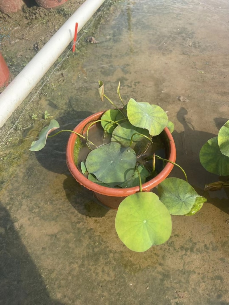 荷花各种水生植物基地大量现货供应，欢迎各位客户咨询