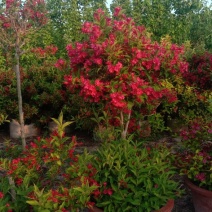 锦带花红王子锦带红王子锦带球树状锦带