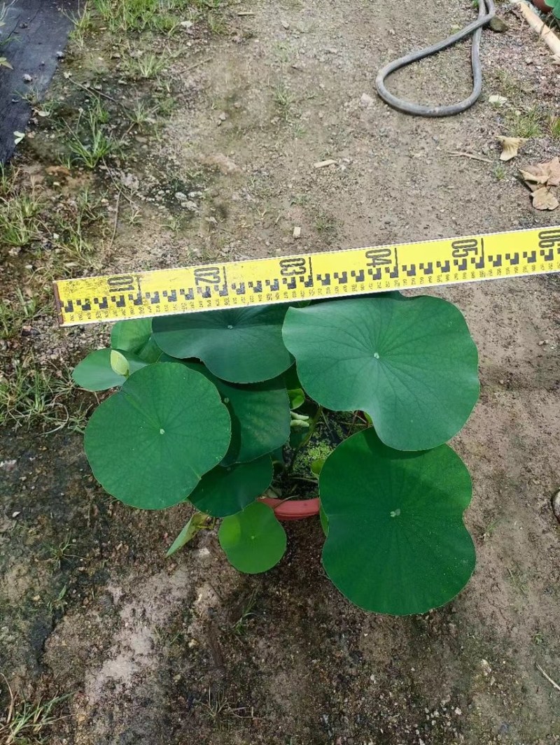 荷花各种水生植物基地大量现货供应，欢迎各位客户咨询