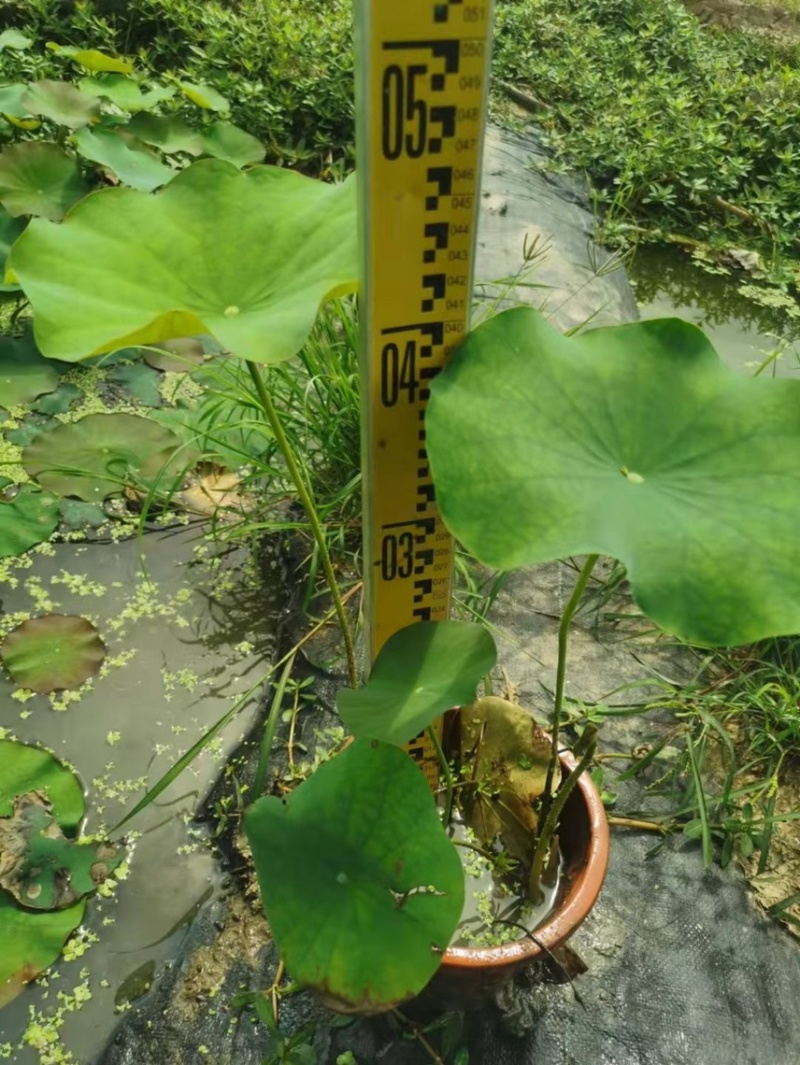荷花各种水生植物基地大量现货供应，欢迎各位客户咨询