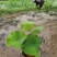 荷花各种水生植物基地大量现货供应，欢迎各位客户咨询