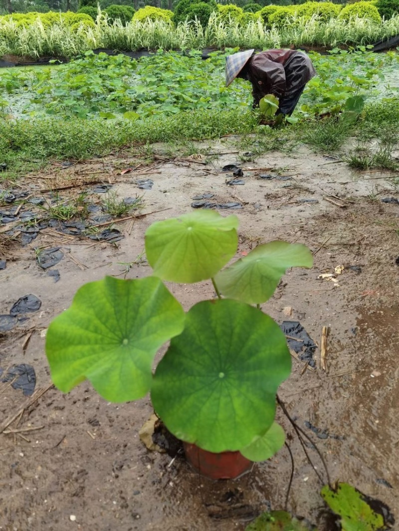 荷花各种水生植物基地大量现货供应，欢迎各位客户咨询