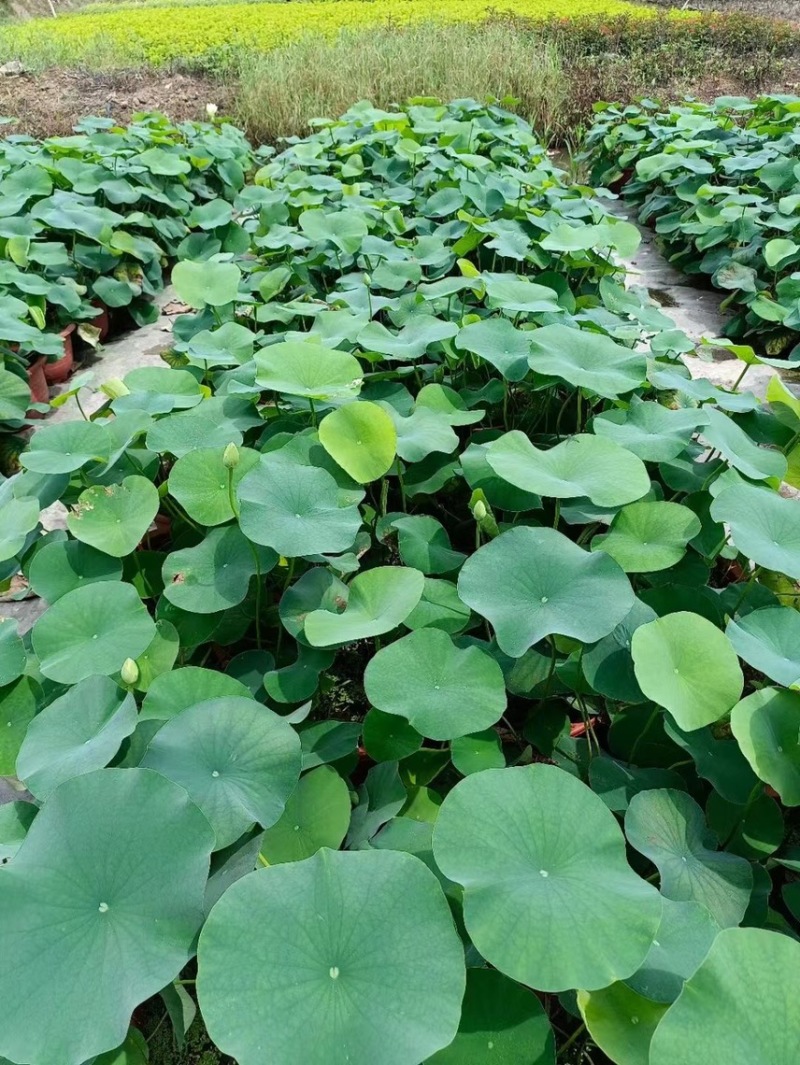 荷花各种水生植物基地大量现货供应，欢迎各位客户咨询