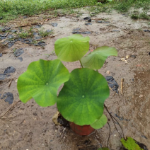 荷花各种水生植物基地大量现货供应，欢迎各位客户咨询