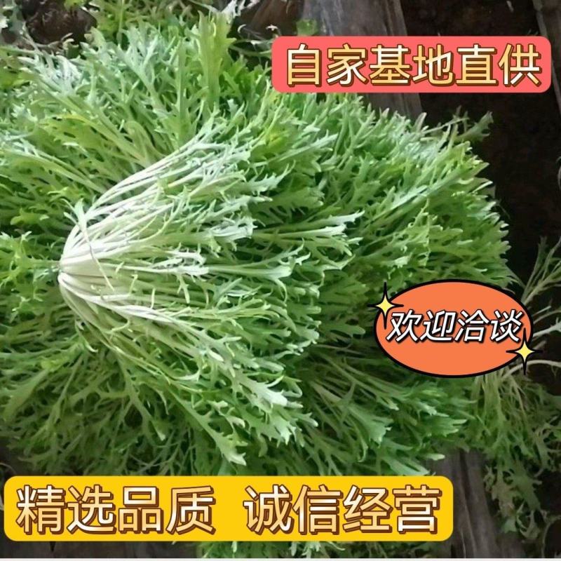 苦菊，产地直发，长期供应，代办一条龙服务。