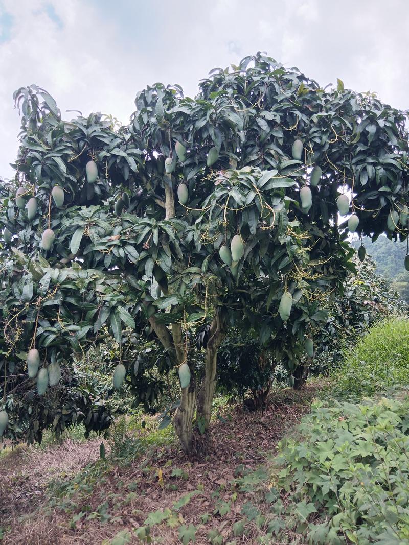 云南芒果版纳大青芒，金煌芒可以供应电商市场商超