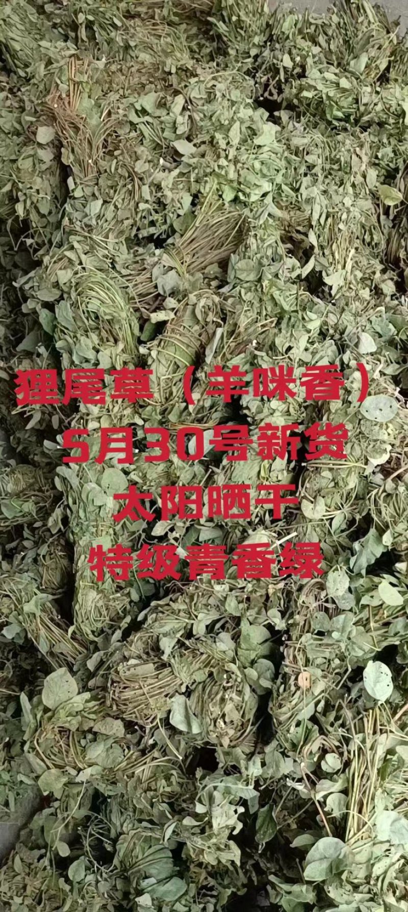 狸尾草（羊咩香）2022年9月2号本地新货特级青绿包邮