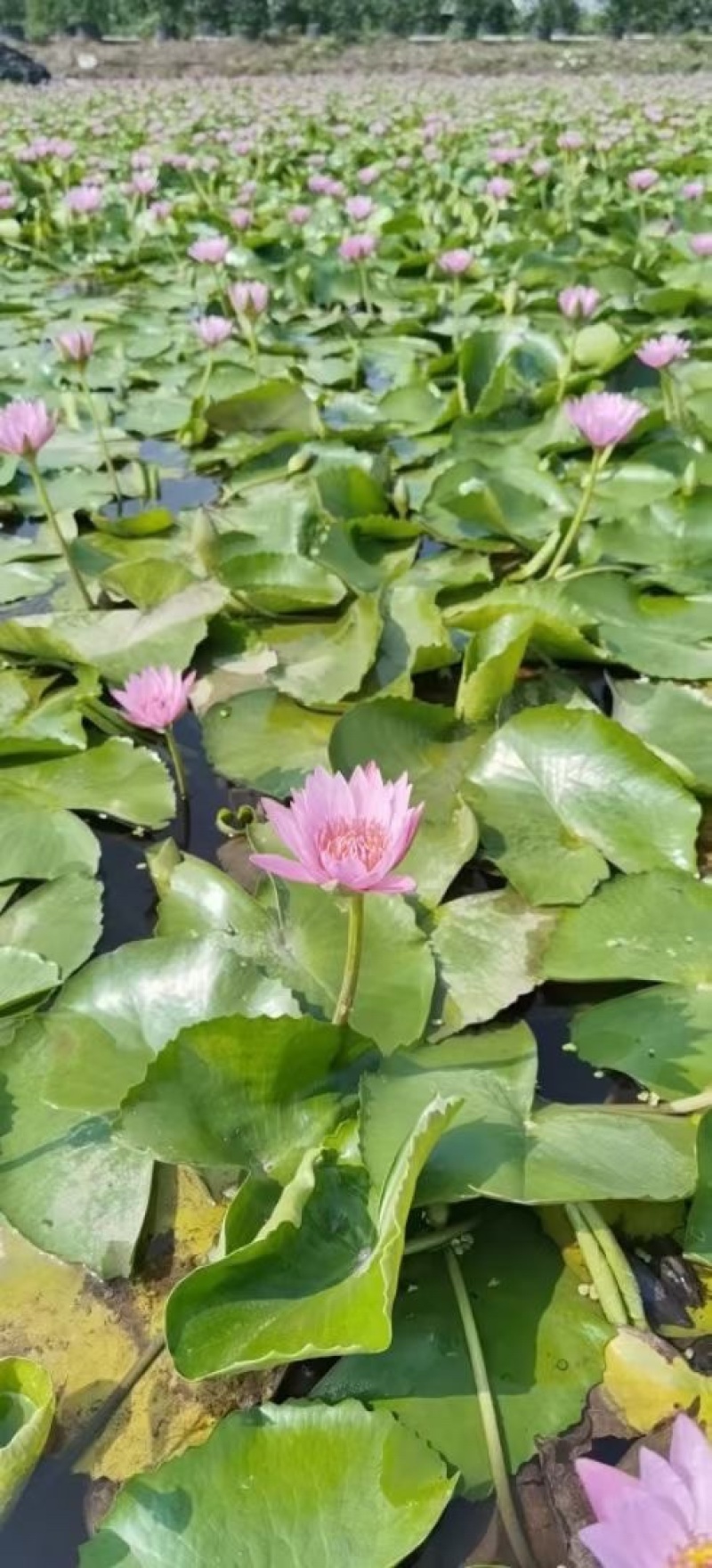 睡莲水生植物基地大量现货供应，欢迎各位客户咨询