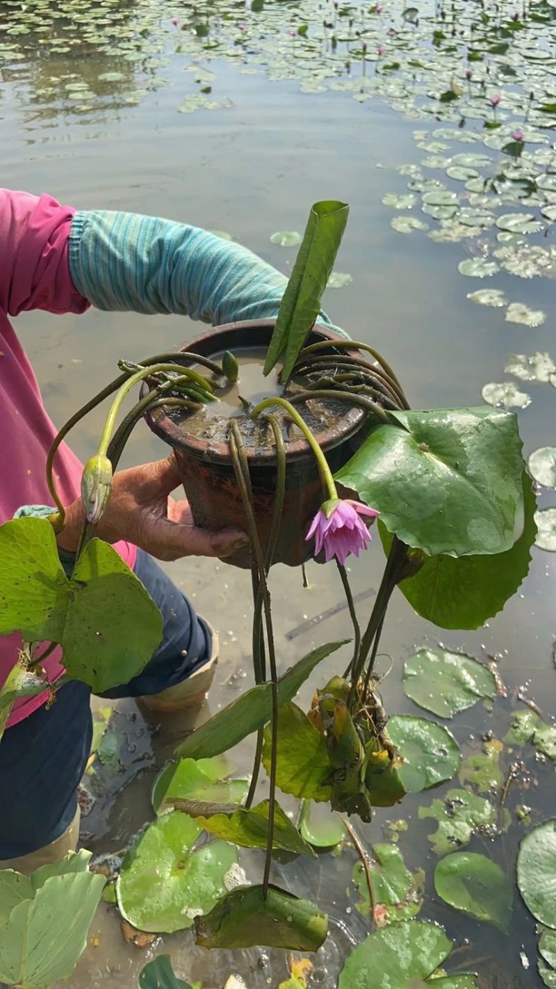 睡莲水生植物基地大量现货供应，欢迎各位客户咨询