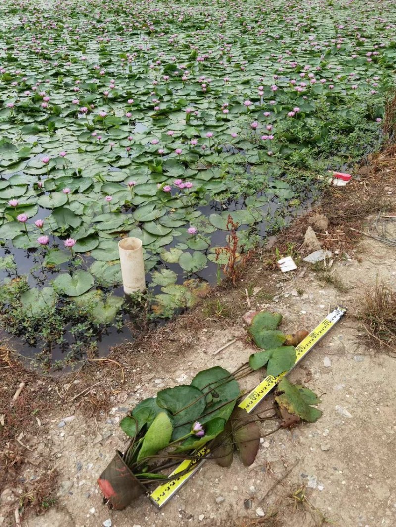 睡莲水生植物基地大量现货供应，欢迎各位客户咨询