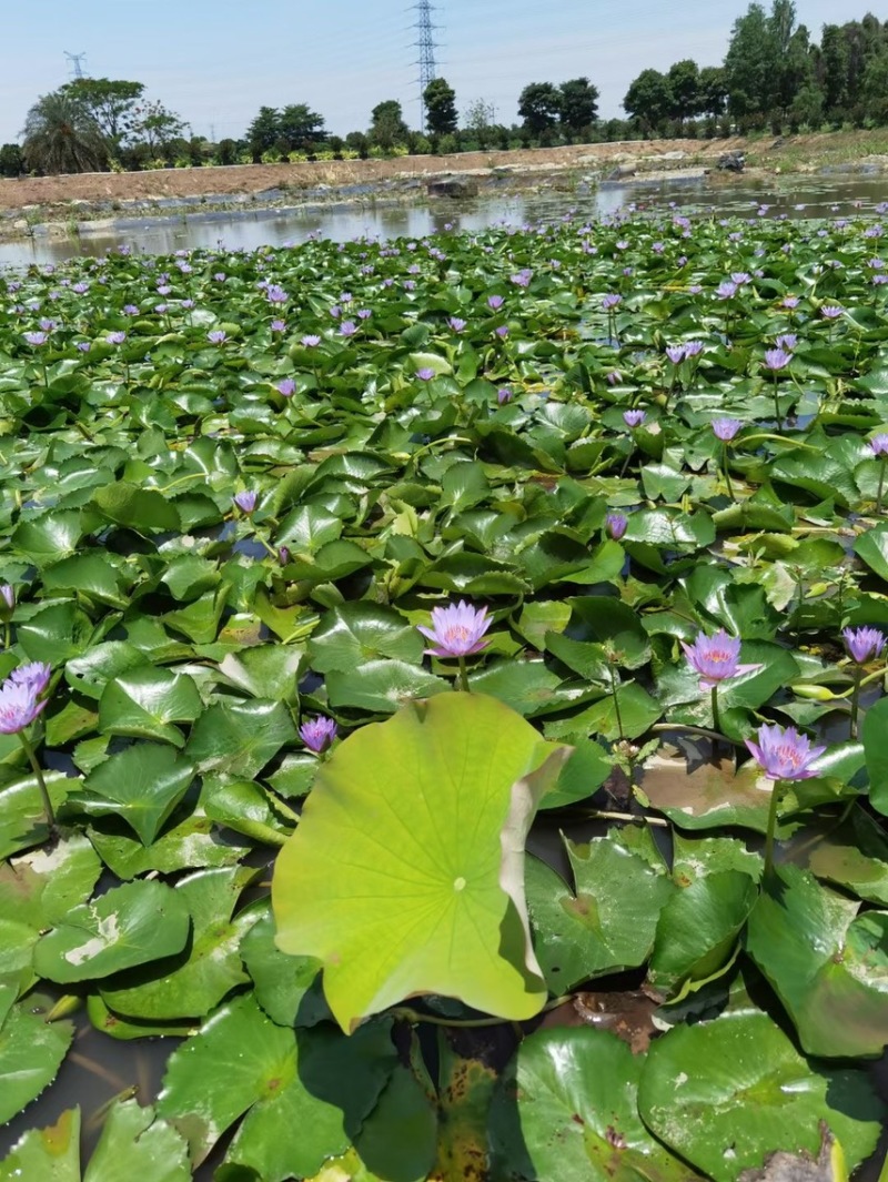 睡莲水生植物基地大量现货供应，欢迎各位客户咨询