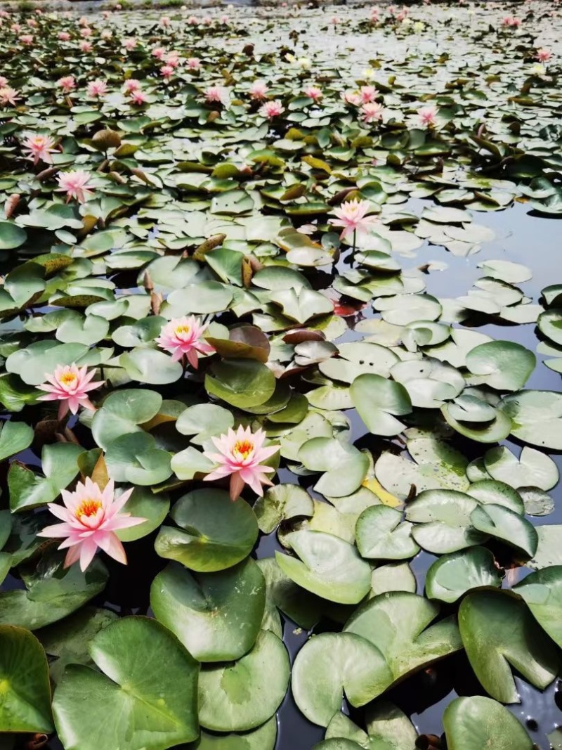 睡莲水生植物基地大量现货供应，欢迎各位客户咨询