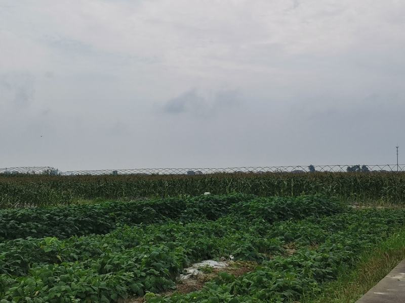 浙江宁波慈溪西三本地白玉米花的小陈家路西公交站牌正对面
