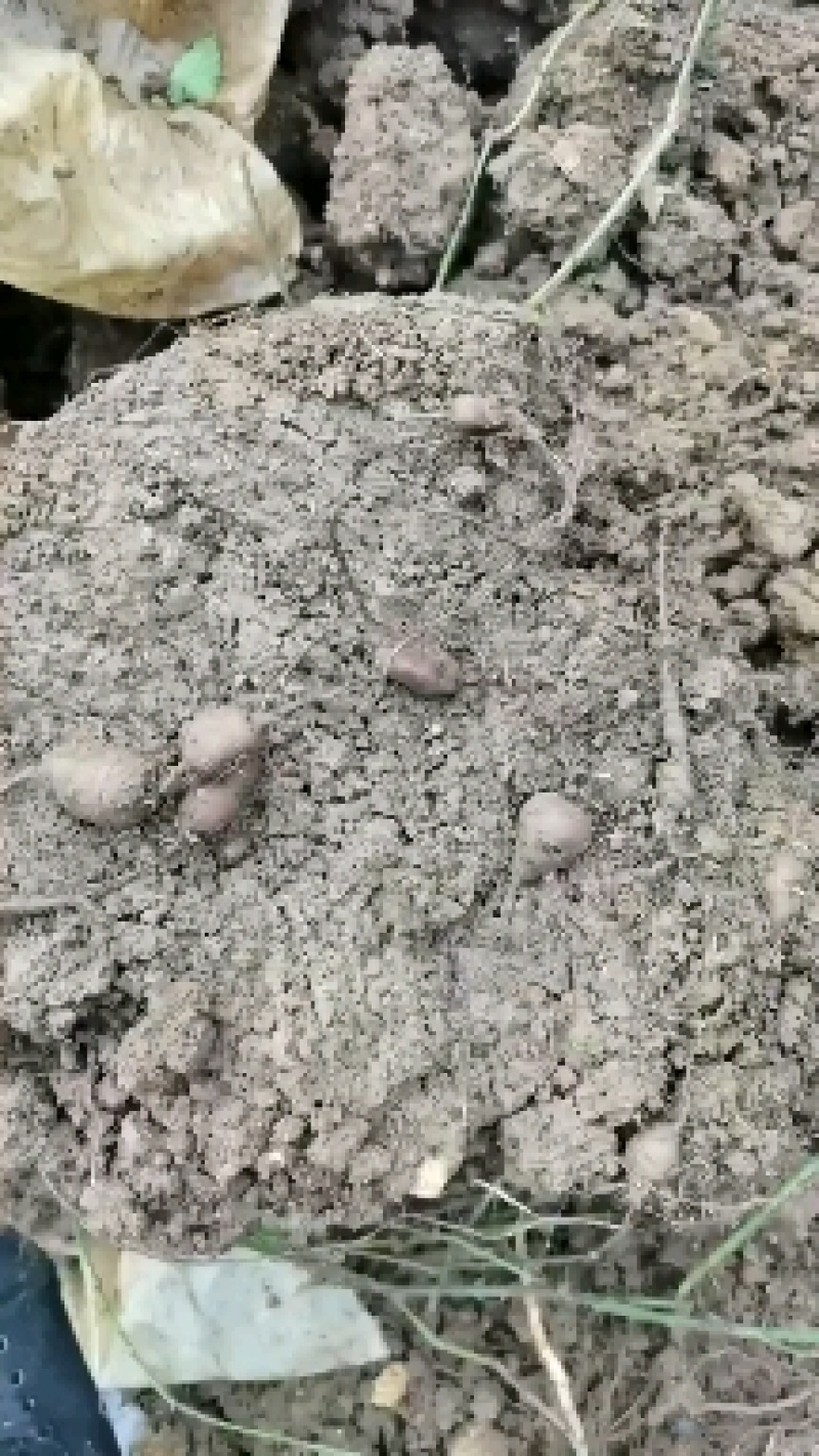 现挖现卖三叶青，保质保量，一年四季可供鲜果，欢迎你的光临