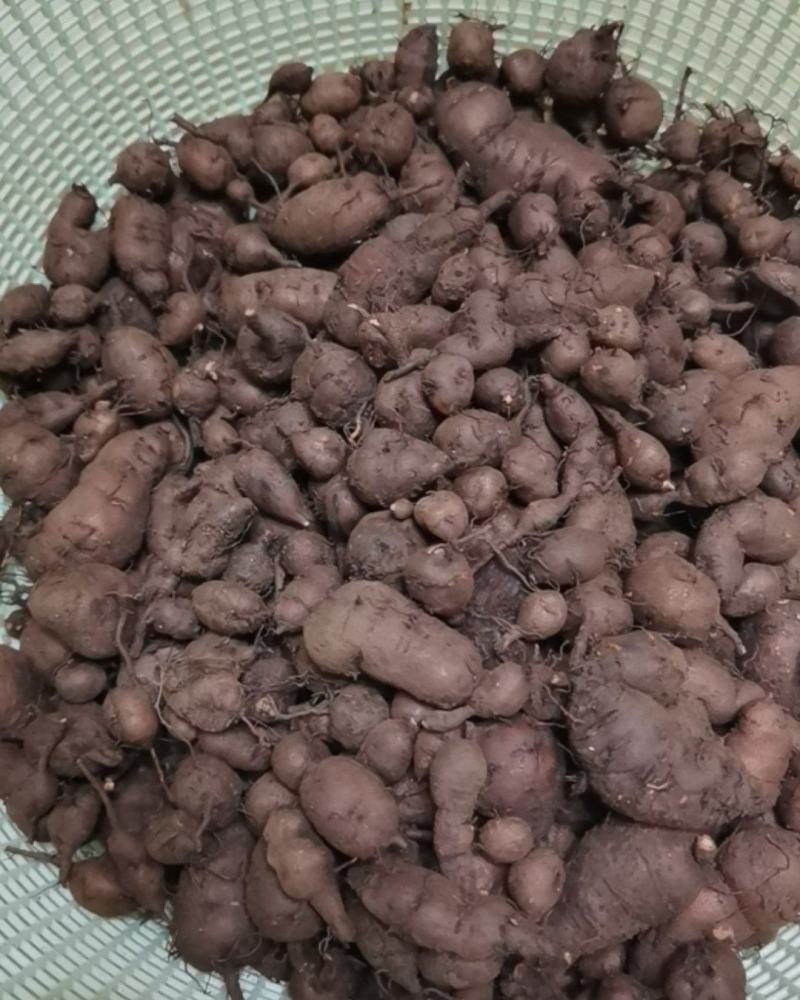 现挖现卖三叶青，保质保量，一年四季可供鲜果，欢迎你的光临
