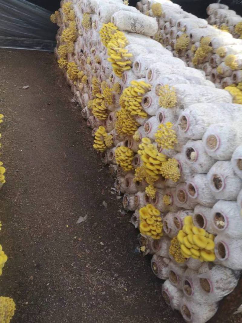 榆黄菇